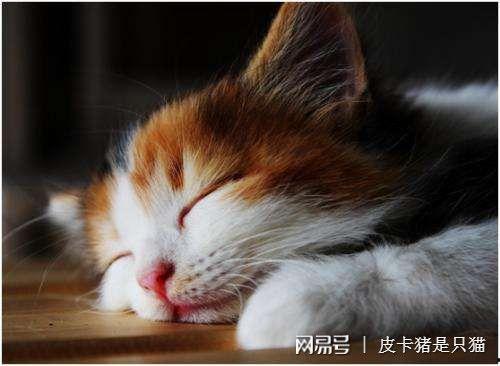 娱乐吃瓜酱猫咪头套,揭秘“吃瓜酱”猫咪的趣味生活